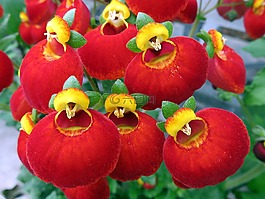 性質(zhì),花,紅色