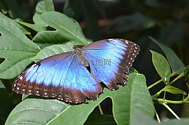 形態(tài) peleides,蝴蝶,藍(lán)色
