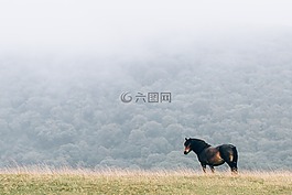 驢,馬,動(dòng)物