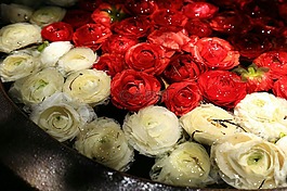 花草,玫瑰,美麗