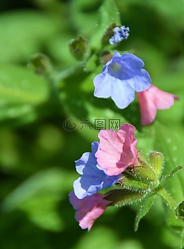 pulmonaria,花,鮮花