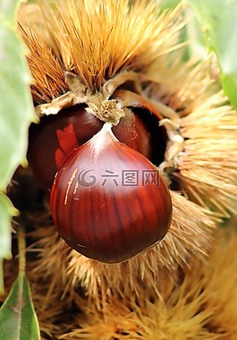 板栗,林,性質(zhì)