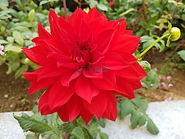 大麗花,墜花,紅色