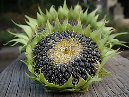 向日葵,秋季,種子