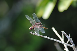 蜻蜓,飛,昆蟲