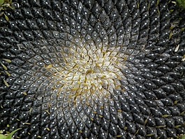 向日葵,秋季,種子