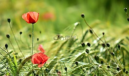 罌粟,背光,花