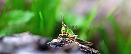 蚱蜢,昆蟲,綠色