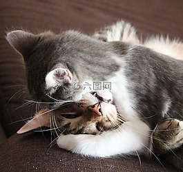 猫咪,猫,猫鼻子