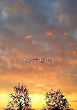 日落,性質(zhì),樹