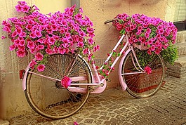 自行車(chē),鮮花,羅莎