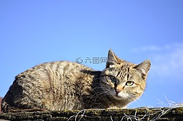 貓,親愛(ài)的,動(dòng)物
