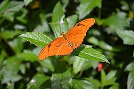 蝴蝶,橙色,昆蟲(chóng)