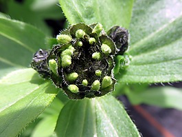 性質(zhì),植物,芽