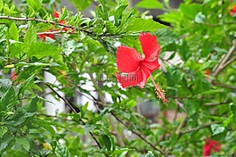 花,槿,植物