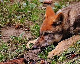 狼,年輕的動物,捕食