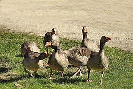 灰鵝,鵝,家禽