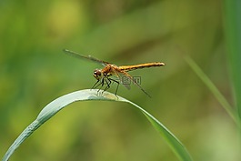 昆蟲,性質(zhì),生活的本質(zhì)