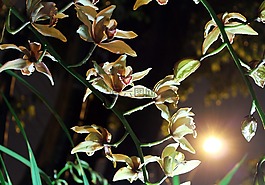鮮花,蘭花,月光