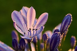 agapanthus,尼羅河百合,百合