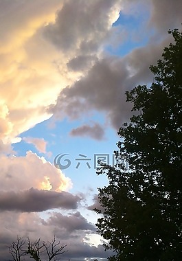 云,樹,天空