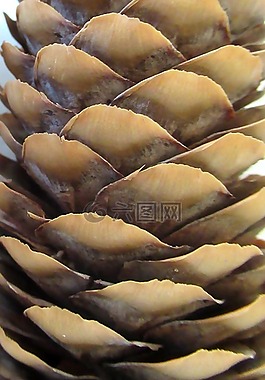 松,錐,作物