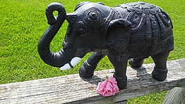 符號(hào),象,粉紅玫瑰