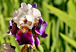 虹膜,花,夏季