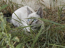 猫咪,gatta,动物医院