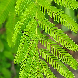 葉,蕨類植物,自然