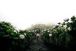 綠色,葉,花