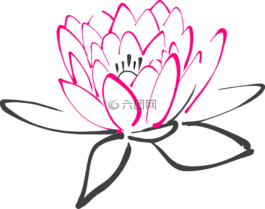 水百合,花,粉紅色