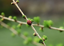 瓢蟲,葉,樹