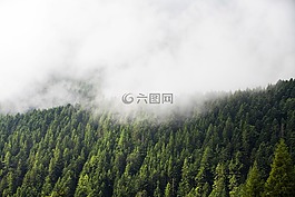 綠色,樹,植物