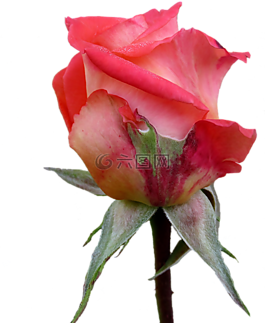 秋季,玫瑰,花蕾