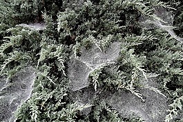 蜘蛛,腹板,在露