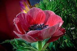 花,開花,花束