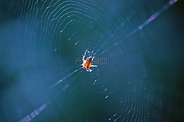 蜘蛛,web,昆蟲