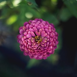 花,盛開,開花