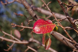 葉,葉子,植物
