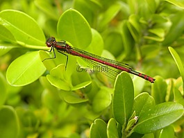 蜻蜓,vuurjuffer,bug