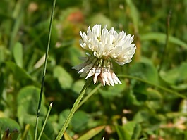 花,三葉草,白