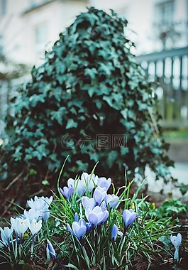鮮花,綠色,性質(zhì)