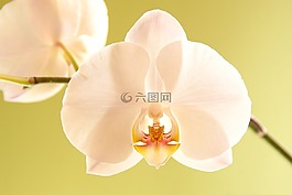蘭花,開花,白