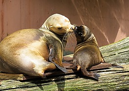 動物,海獅,年輕的動物