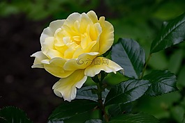 玫瑰,交界處,勒沃庫森