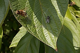pest?enka,飞,灌木