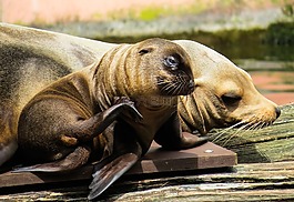 動物,海獅,年輕的動物
