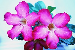 花,美麗,濕