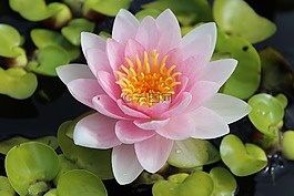 睡蓮,獨(dú)獨(dú)黃,池塘植物